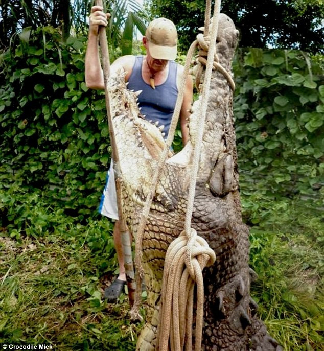 Công việc nguy hiểm của thợ săn sát thủ đầm lầy