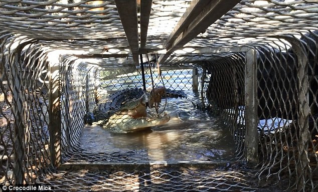 Công việc nguy hiểm của thợ săn sát thủ đầm lầy