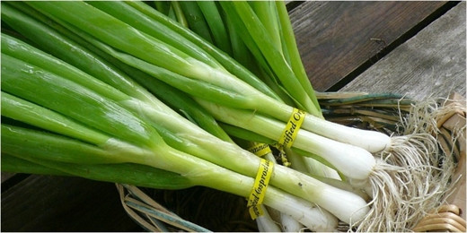 Cong dung than ky chi co trong 1 bo hanh