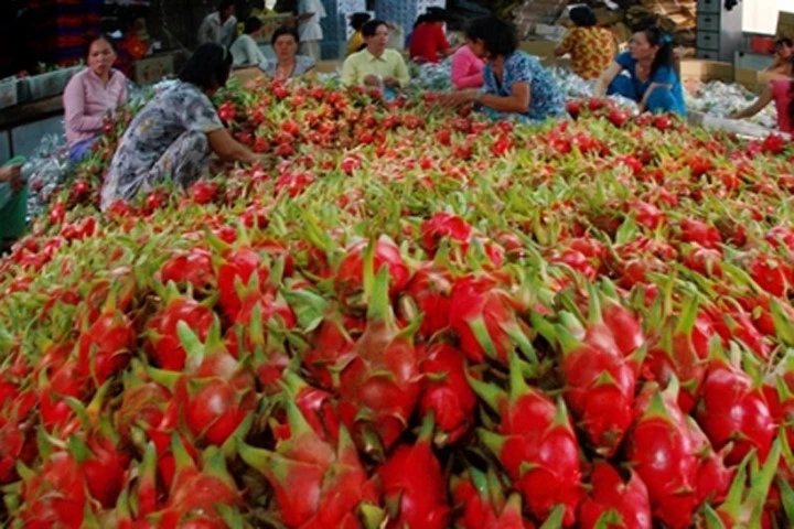 Phạt 1 thương lái Trung Quốc mua thanh long trái phép