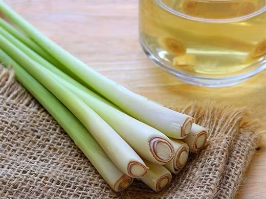 10 công dụng tuyệt vời của nước sả 10 cong dung tuyet voi cua nuoc sa