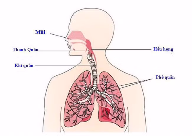 Danh y nhắn bạn: Phổi khỏe bách bệnh tiêu, đừng bỏ lỡ “thời điểm vàng” chăm sóc phổi
