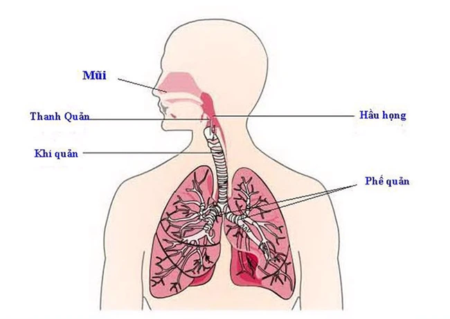 Danh y nhắn bạn: Phổi khỏe bách bệnh tiêu, đừng bỏ lỡ “thời điểm vàng” chăm sóc phổi