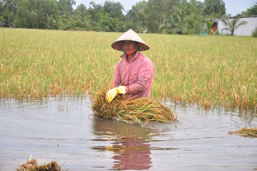 Lúa được tranh thủ cắt nhanh và bó thành từng bó để dễ vận chuyển.