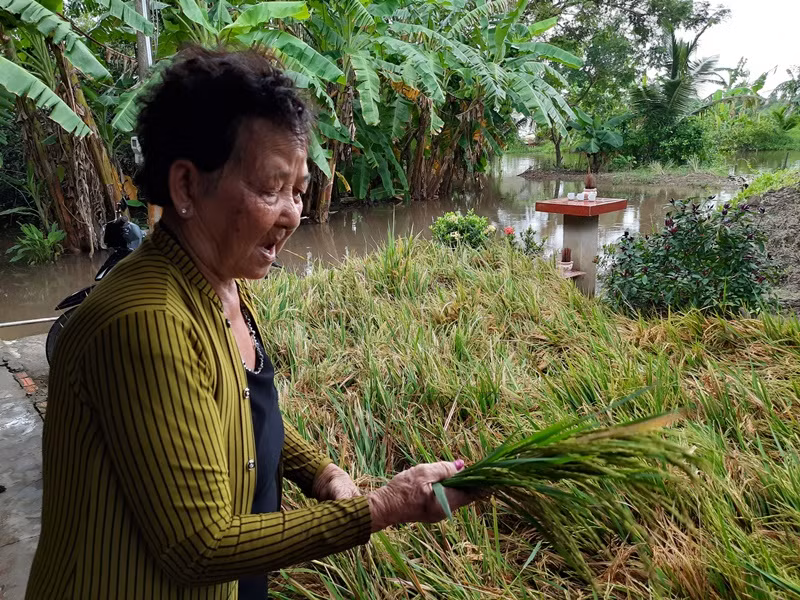 Bà Sơn Thị Hen ngao ngán nhìn đống lúa ngâm nước nhiều ngày đã mọc mầm.