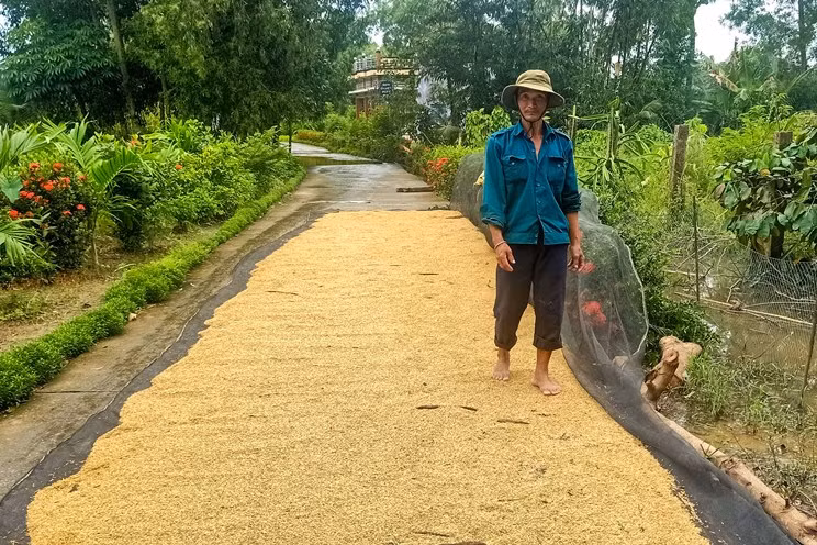 Người dân huyện Trần Văn Thời tranh thủ trời nắng phơi lúa.
