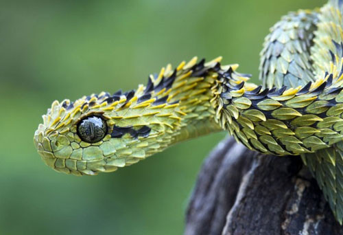 Top 10 nỗi sợ hãi khó lý giải nhất ở con người hình ảnh 2 top 10 noi so hai kho ly giai nhat o con nguoi hinh anh 2