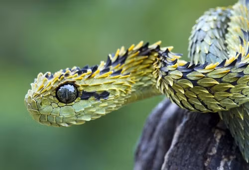 top 10 noi so hai kho ly giai nhat o con nguoi hinh anh 2