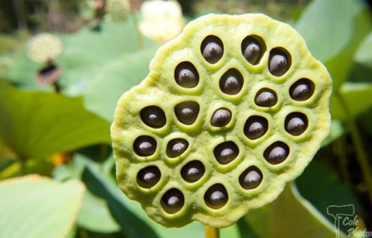 Top 10 nỗi sợ hãi khó lý giải nhất ở con người