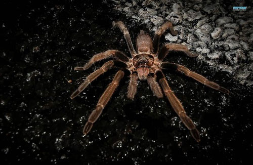 Top 10 nỗi sợ hãi khó lý giải nhất ở con người hình ảnh 1 top 10 noi so hai kho ly giai nhat o con nguoi hinh anh 1