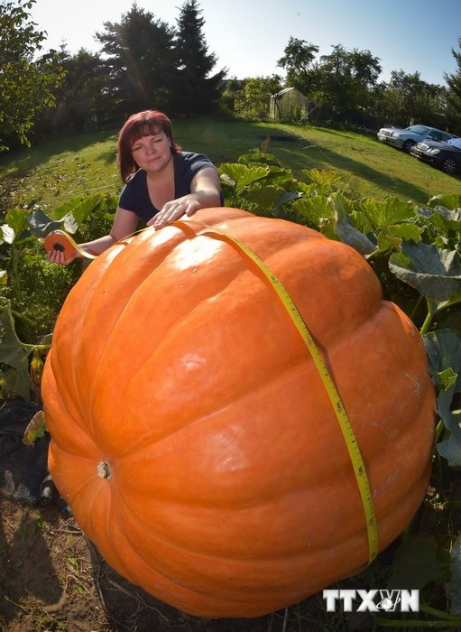 Quả bí ngô khổng lồ nặng 260kg