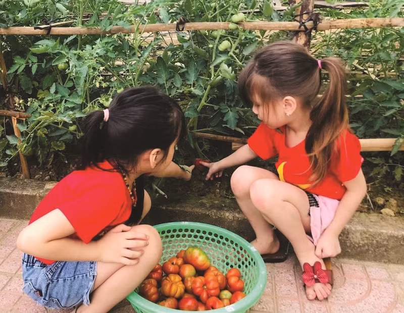 Học sinh Trường Mầm non Tân Lâm Hương (huyện Thạch Hà) trải nghiệm hái rau củ tại vườn trường. Ảnh: TG