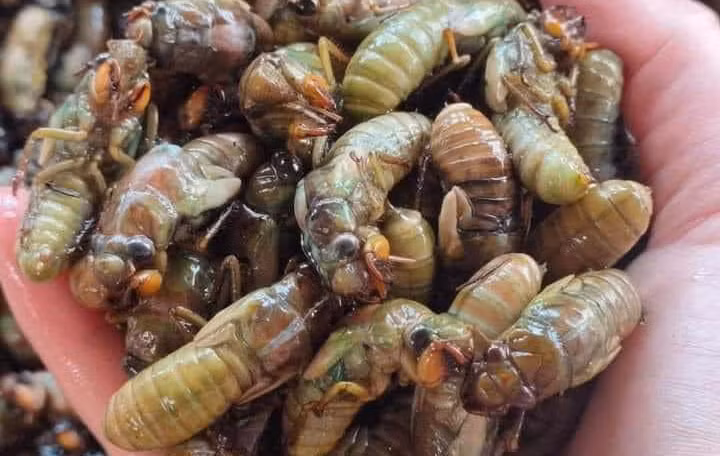 Nhộng ve sầu đang được coi là đặc sản bàn nhậu.