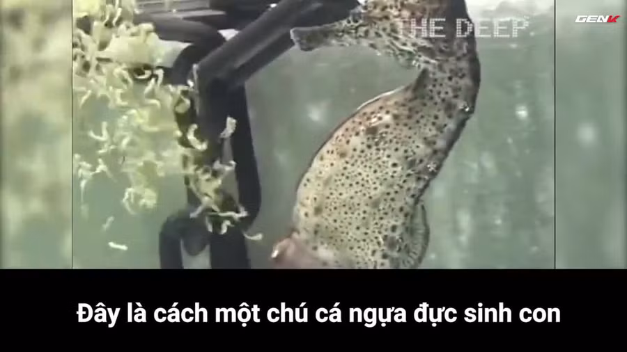 Dám chắc chưa bao giờ bạn được xem cá ngựa đực đẻ ra cả ngàn con như thế này ảnh 1