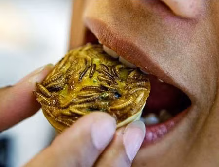 Món ăn từ côn trùng, thú ẩm thực mới của người châu Âu
