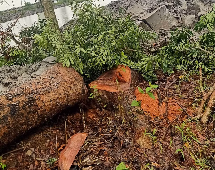 Cây xà cừ thời điểm bị chặt hạ.