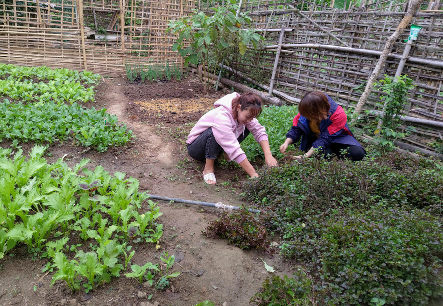 Giáo viên mầm non xã Mường Lói, huyện Điện Biên, tỉnh Điện Biên trồng thêm rau xanh để cải thiện bữa ăn.