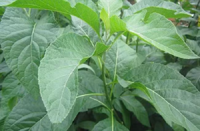 Lá cây mật gấu: Dược liệu quý chữa ‘trăm thứ bệnh’ không phải ai cũng biết