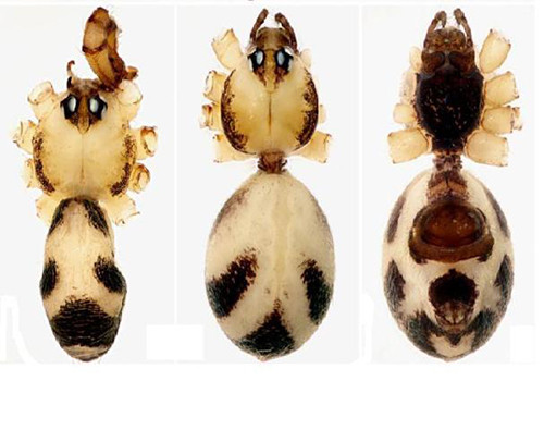 Cả ba loài nhện mới đều sống trong môi trường hang động, đặc hữu cho Việt Nam. Trong ảnh là loài Khorata protumida phát hiện ở hang Bảy Tầng. Ảnh: TS Phạm Đình Sắc. a-nhen-moi-Phong-Nha-3-4065-1431133041.j