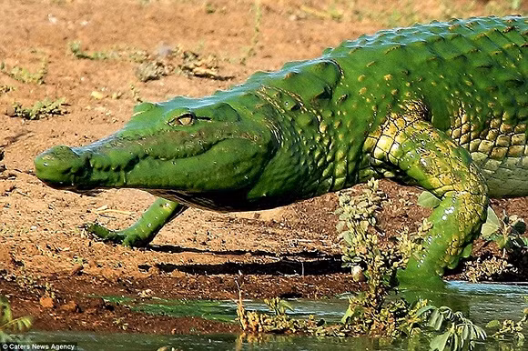 Cá sấu màu xanh ở Nam Phi 0