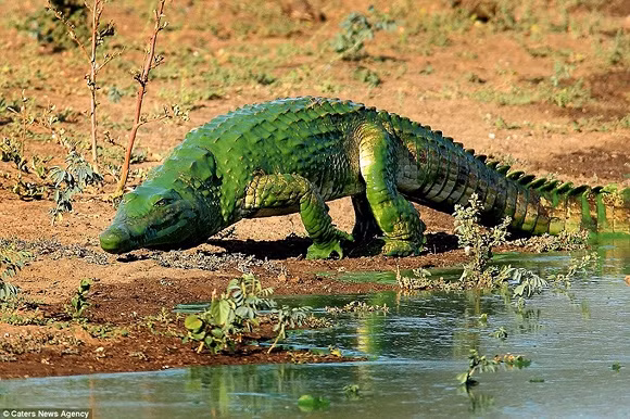 Cá sấu màu xanh ở Nam Phi 1