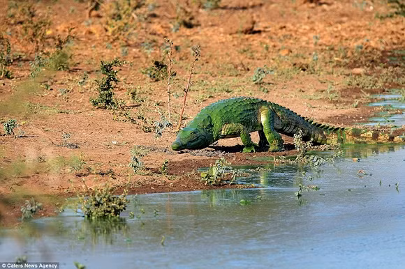 Cá sấu màu xanh ở Nam Phi 3