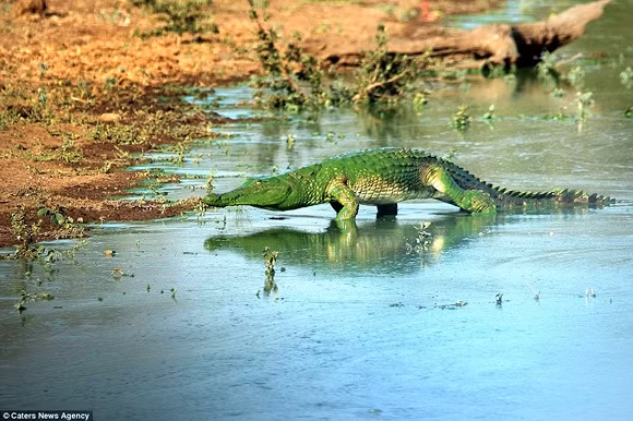 Cá sấu màu xanh nổi lên mặt nước như quái vật