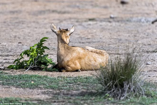 Nhận thấy con dê đang ăn cỏ ở gần đó, chú rồng Komodo đã lao tới để rình rập con mồi.