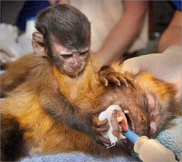 Những câu chuyện liều mình cứu con của loài vật khiến cả thế giới sững sờ ảnh 8