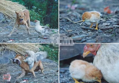 Những câu chuyện liều mình cứu con của loài vật khiến cả thế giới sững sờ ảnh 3