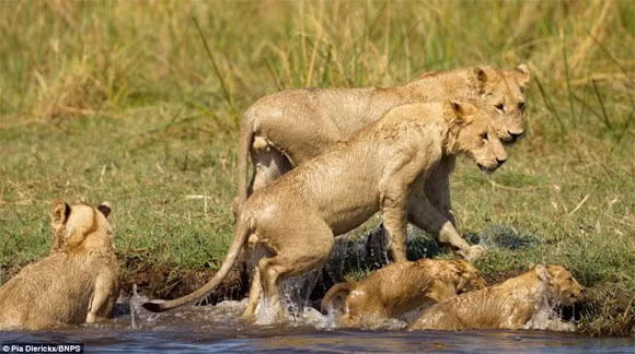 Những câu chuyện liều mình cứu con của loài vật khiến cả thế giới sững sờ ảnh 7