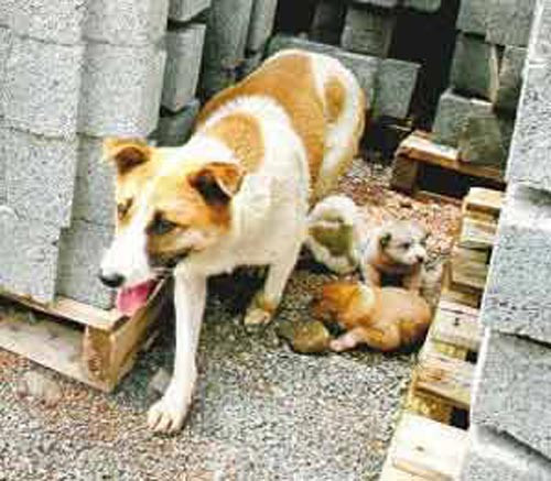 Những câu chuyện liều mình cứu con của loài vật khiến cả thế giới sững sờ ảnh 2 Những câu chuyện liều mình cứu con của loài vật khiến cả thế giới sững sờ ảnh 2