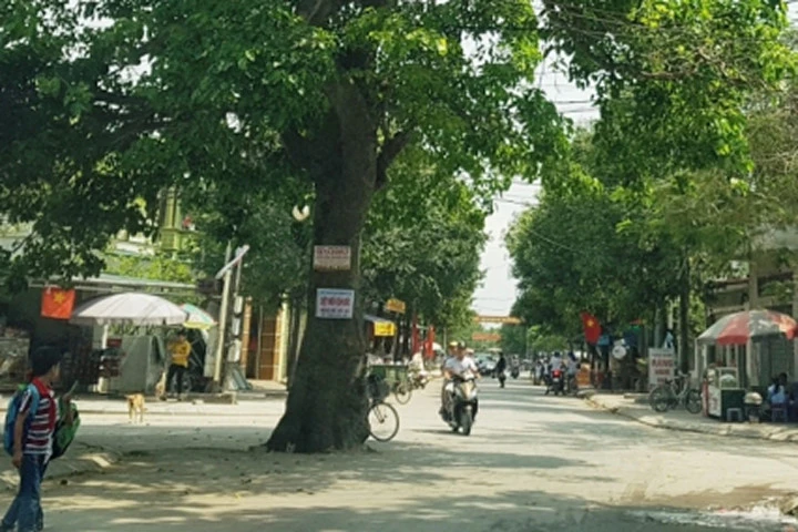 Cây xanh cổ thụ ở tuyến đường Ngô Quyền giao cắt với đường Nguyễn Hồng Lễ (thuộc địa bàn phường Trung Sơn, TP. Sầm Sơn, TP. Sầm Sơn)