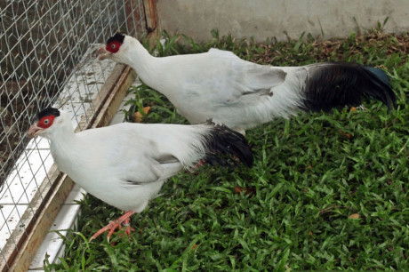 Chiêm ngưỡng Chiem nguong