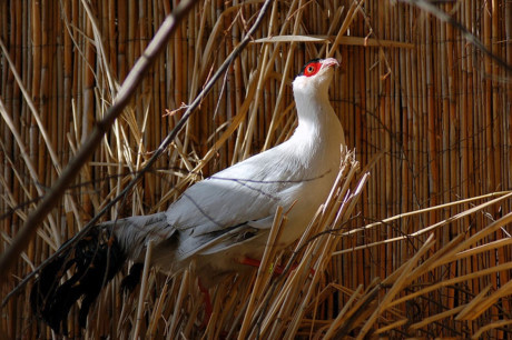 Chiêm ngưỡng Chiem nguong