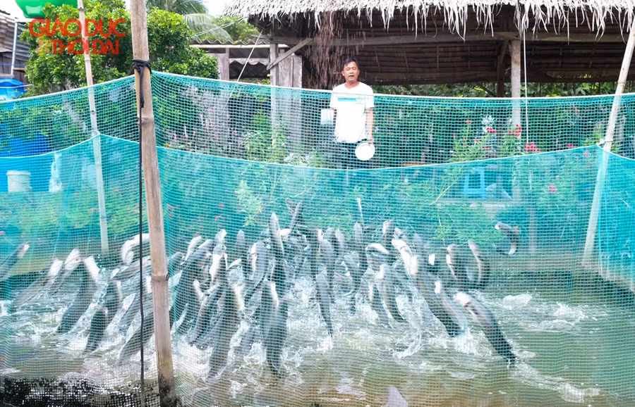 Anh Tâm bên đàn cá lóc bay.