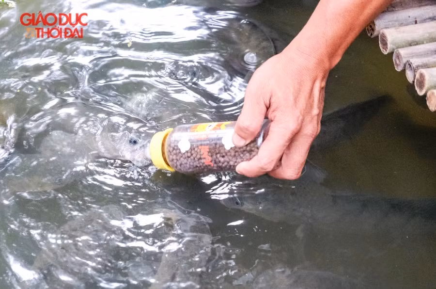 Cần Thơ: Độc đáo đàn cá lóc biết “bú bình”