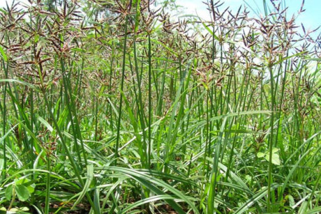 Hương phụ, vị thuốc dành cho phái nữ - Ảnh 1 Huong phu, vi thuoc danh cho phai nu - Anh 1