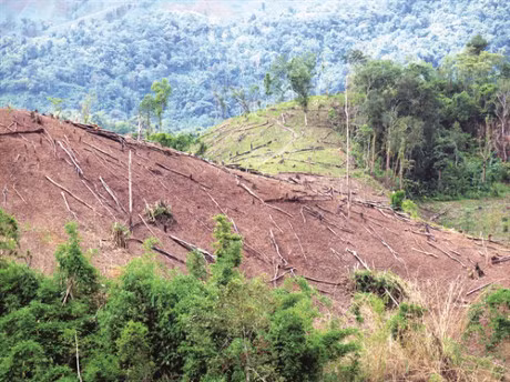 Bat 56 doi tuong pha rung o dia ban dac biet ‘nong’ Muong Nhe - Anh 1