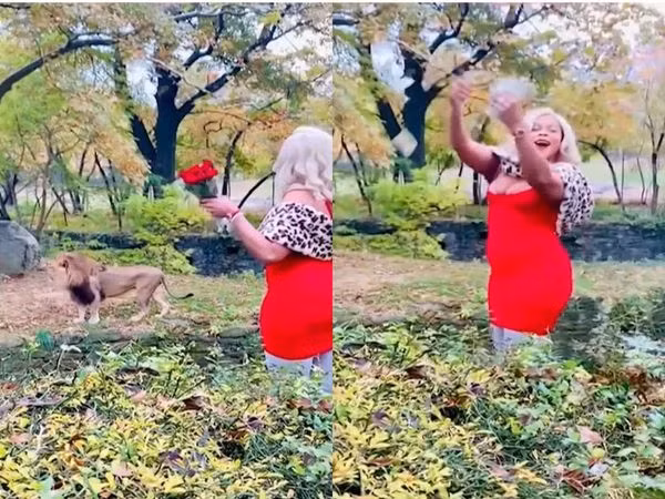 Người phụ nữ trèo rào, vẫy hoa, ném tiền để trêu sư tử.