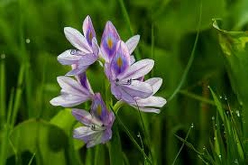 Cay đắng số phận nữ sinh bị lừa bán làm "nô lệ tình dục" ảnh 1 cay dang so phan nu sinh bi lua ban lam