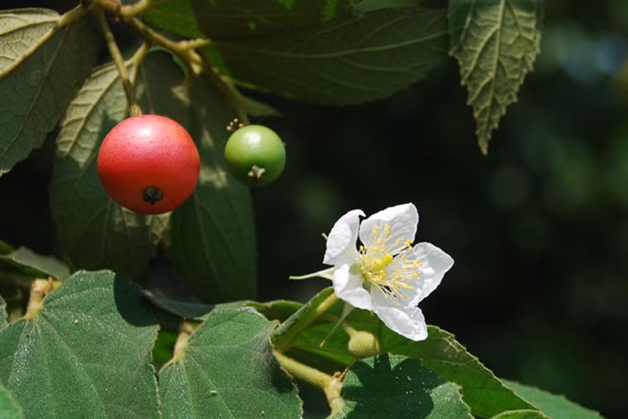 Quả trứng cá có mùi thơm dễ chịu, vị ngọt dịu là món quà quê không chỉ dành cho trẻ nhỏ mà người lớn cũng thích thú.