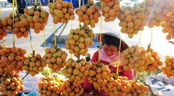 Ngọt ngào mứt thanh trà mùa Tết