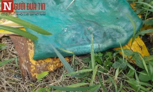 Thực hư vụ "nhà sư" lén thả 3 bao rắn ảnh 3