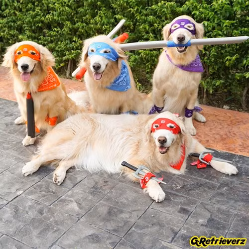 Các chú chó được hóa trang ngộ nghĩnh nhân dịp lễ hội Halloween.