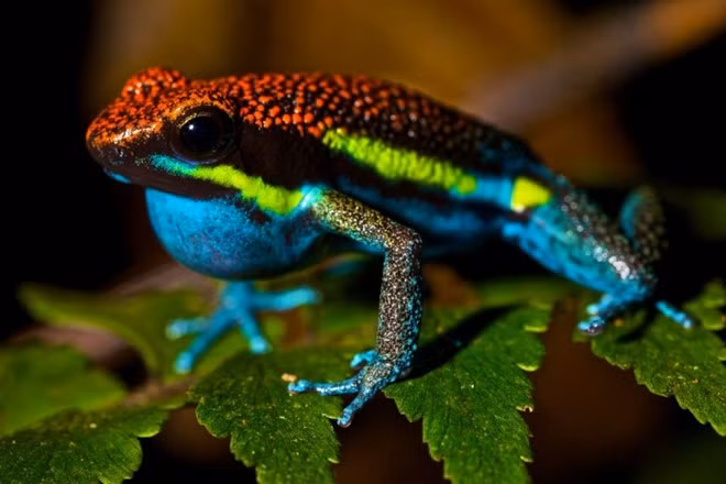 12 loài vật “cực đẹp” nhưng tốt nhất không nên nuôi làm thú cưng