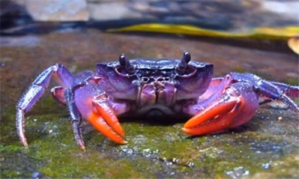 Những loài động vật biển kỳ lạ nhất Trái Đất ảnh 3