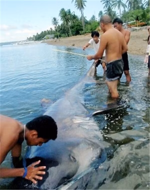 Những loài động vật biển kỳ lạ nhất Trái Đất ảnh 7