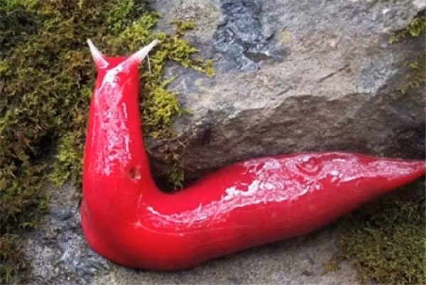 Những loài động vật biển kỳ lạ nhất Trái Đất