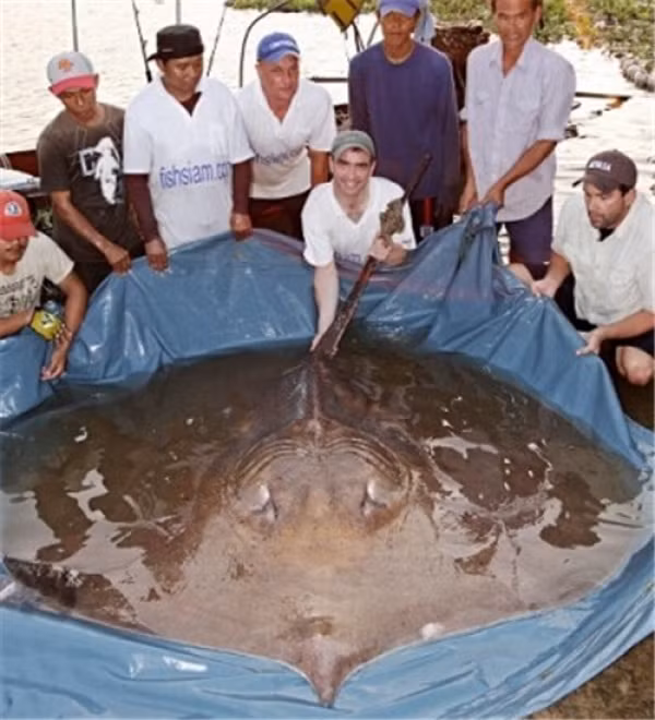 Những loài động vật biển kỳ lạ nhất Trái Đất ảnh 8